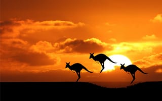 Картинка австралия, силуеты, солнце, кенгуру