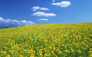 Картинка поле, небо, цветы