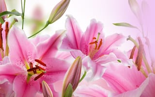 Картинка buds, pink Lily, листья, blossoms, бутоны, petals, лепестки, цветение, розовая лилия, leaves