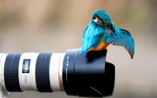 Картинка зимородок, птица, фотоаппарат, ярко