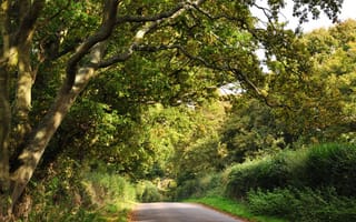 Картинка дорога, зелень, деревья, кусты, лес