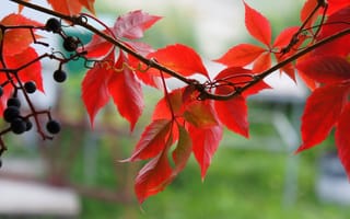 Картинка ягоды, лиана, листья, Макро, осень