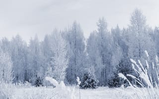 Обои Зима, деревья, лес, иней, снег
