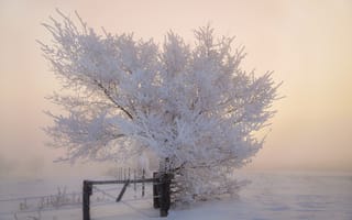 Обои дерево, иней, зима, снег, утро, мороз, забор