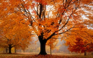 Картинка листва, туман, деревья, парк, оранжевая, осень