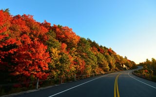 Обои дорога, небо, деревья, осень
