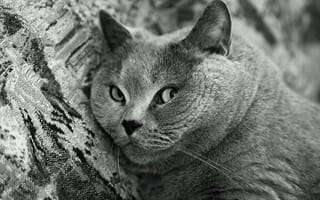 Картинка чёрно-белое, Кот, Британский короткошерстный, мордочка, порода