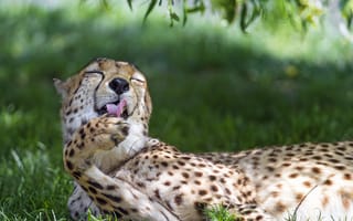 Картинка кошка, ©Tambako The Jaguar, гепард, умывание, трава