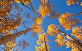Картинка небо, осина, листья, осень, ствол, деревья