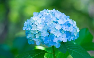 Картинка цветки, petals, пышность, blue, голубая, гортензия, hydrangea, flowers, splendor, лепестки