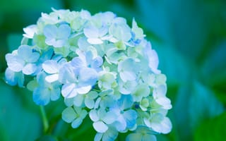Картинка пышность, цветки, голубая, лепестки, гортензия