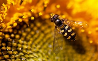 Картинка подсолнух, природа, пчела