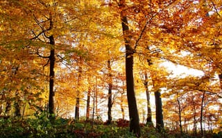 Обои природа, деревья, осень, листья, лес