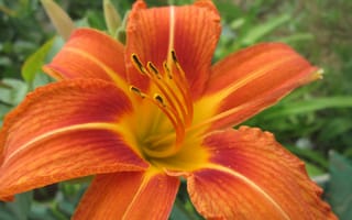 Картинка цветы, оранжевый, orange, flowers