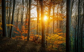 Картинка желтые, листья, лес, лучи солнца, деревья, осень