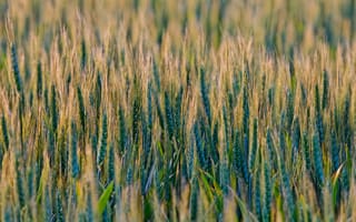 Картинка пшеница, поле, злак