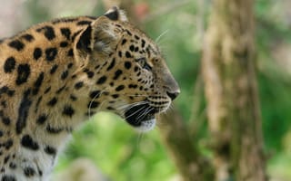 Картинка амурский леопард, дикая кошка, профиль, морда, хищник