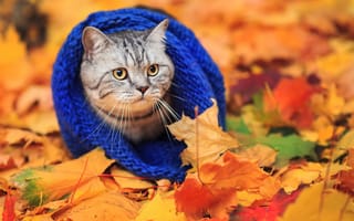 Картинка шарф, кот, осень