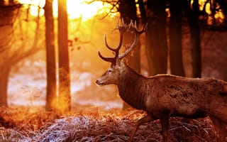 Картинка свет, осень, профиль, лес, рога, блики, олень, солнце