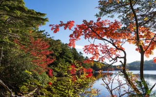 Картинка небо, деревья, лес, озеро, осень