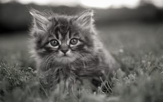 Картинка задумчивые глаза, котенок, серый, трава