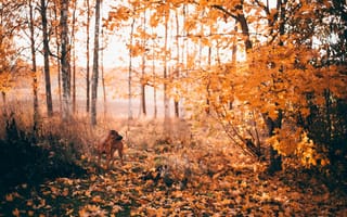 Картинка собака, осень, природа