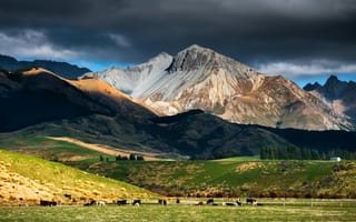 Обои новая зеландия, горы, стадо, коровы, new Zealand, небо, скот, тучи, пастбище