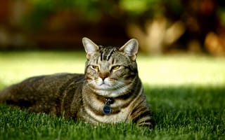 Картинка кошка, природа, разновидность британской черепаховой, трава, породистая