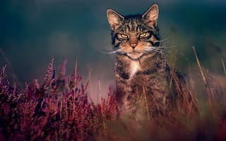 Картинка лесной кот, дикий кот, трава, природа