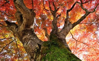 Картинка дерево, листья, осень, ствол, мох, крона