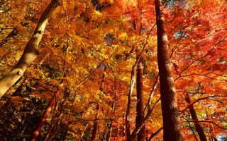 Картинка ствол, осень, деревья, листья, крона, лес