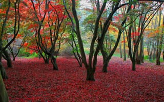 Картинка листва, осень, деревья