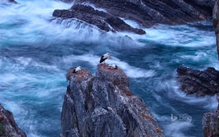 Картинка море, Португалия, белый аист, Одемира, Cabo Sardão, птицы, скалы