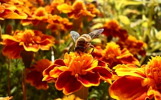 Картинка цветы, собирает, нектар, боке, 15минут, цветок, пчела, 5-12секунд, доставка, в улей, лето, , bee, нектара, занимает