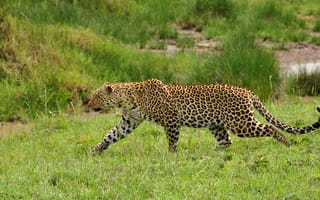 Картинка леопард, дикая кошка, крадется, хищник, трава
