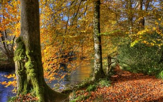 Картинка парк, осень, листья, пруд, лес, деревья, река