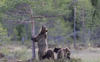 Картинка медведи, лес, природа