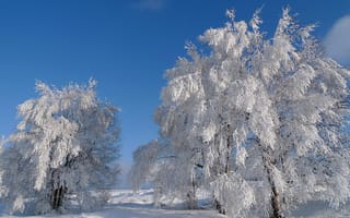 Обои небо, снег, деревья, зима