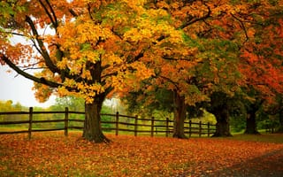 Обои парк, осень, path, forest, colorful, walk, природа, leaves, деревья, colors, дорога, road, trees, листья, nature, fall, лес, park, autumn