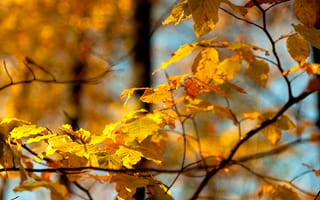 Картинка макро, ветка, листья, осень, небо