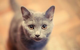 Картинка кошка, кот, русский голубой, котенок, британец