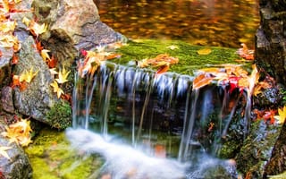 Картинка Природа, листья, вода