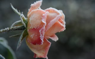 Картинка цветы, холод, утро, макро, мороз, иней, роза, растение, цветок, сад