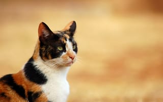 Картинка кот, домашнее животное, трехцветное, черный, рыжий, белый, кошка
