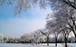 Обои парк, деревья, небо, зима, снег, дорога