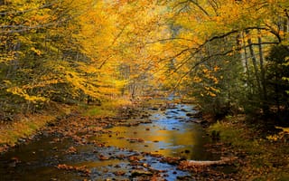 Обои river, view, forest, landscape, autumn, деревья, лес, Природа, пейзаж, nature, осен, trees, scenery