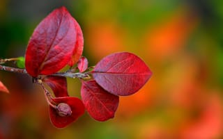 Картинка природа, листья, осень, багрянец, ветка