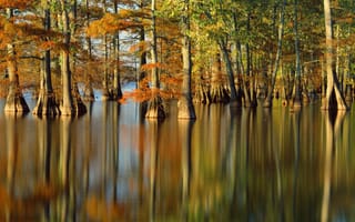 Обои вода, природа, осень, река, деревья