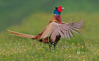 Картинка фазан, птица, Тексел, Нидерланды, перья, хвост