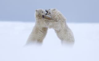 Картинка ссора, медведи, два, белые, полярные